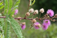 Mimosa hamata